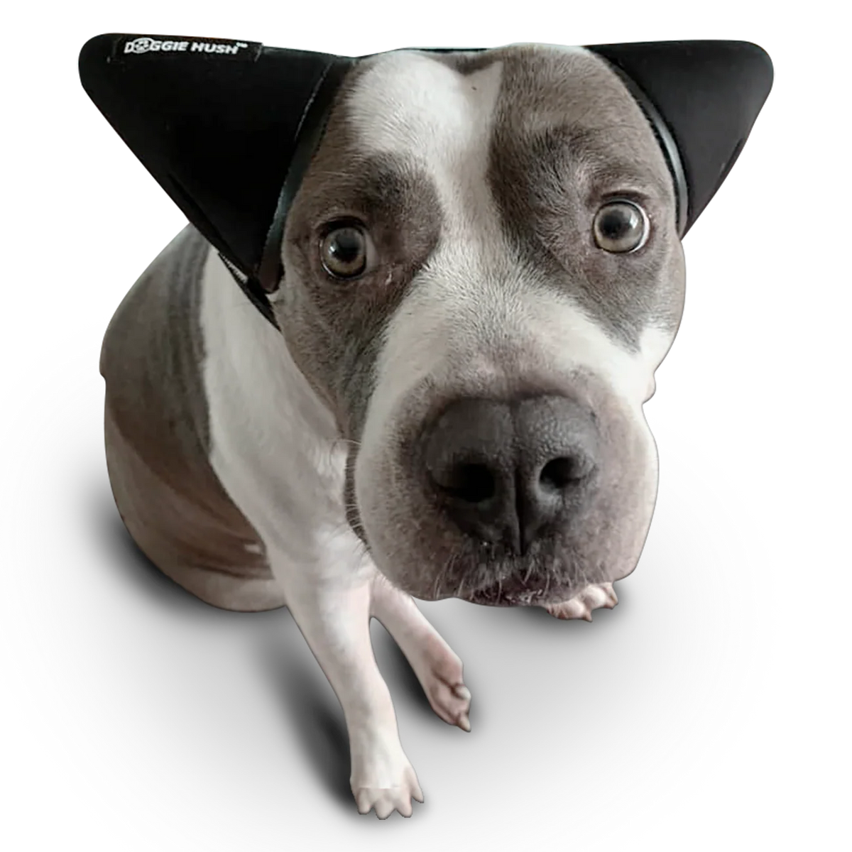 AntiRuidos Puppy 🐕🐾