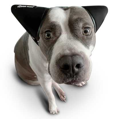 AntiRuidos Puppy 🐕🐾